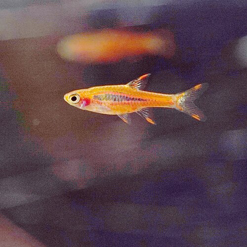 Chili rasbora (Boraras brigittae) in breeding coloration