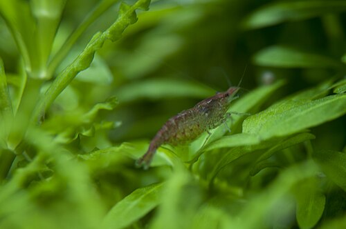 Red cherry shrimp on aquarium substrate