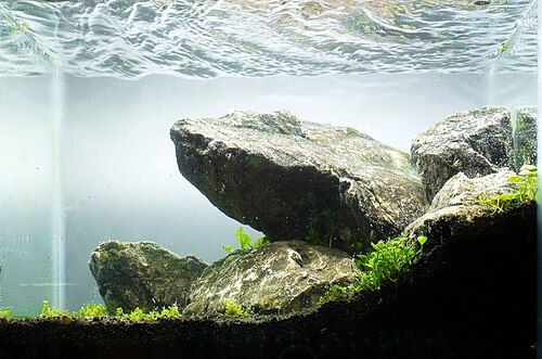 Planted 40 gallon tank